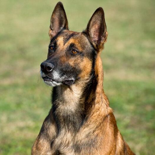 Belgian Shepherd Malinois Dog Breed