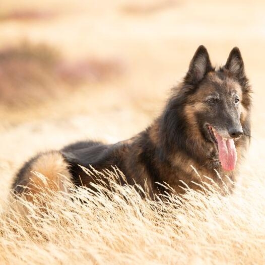 Belgian Shepherd Dog Tervueren