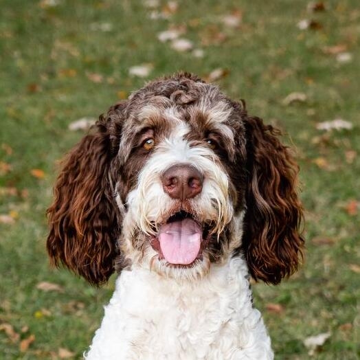 Bernedoodle