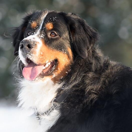 Bernese Mountain Dog