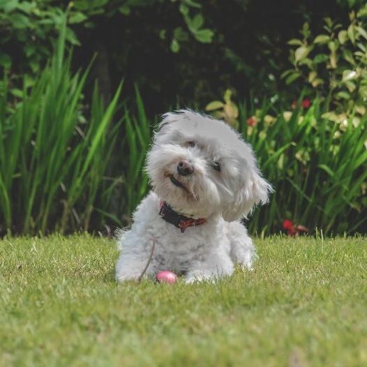 Bichon Frise