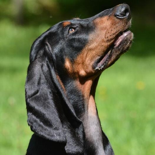 Black and Tan Coonhound