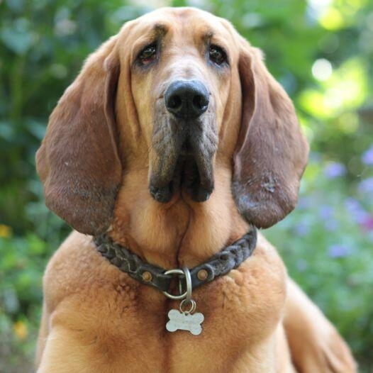 Bloodhound