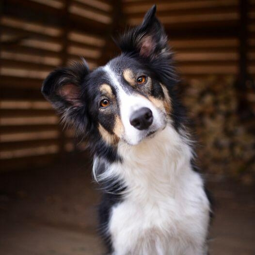 Border Collie