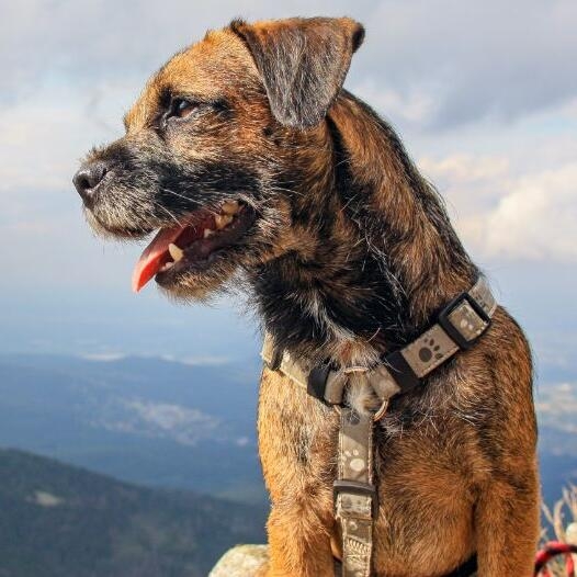 Border Terrier