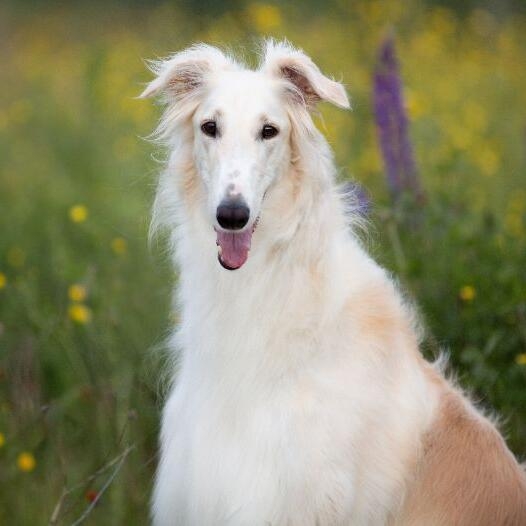 Borzoi Dog Breed Information | Purina