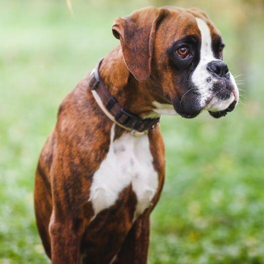 are boxer dogs kid friendly