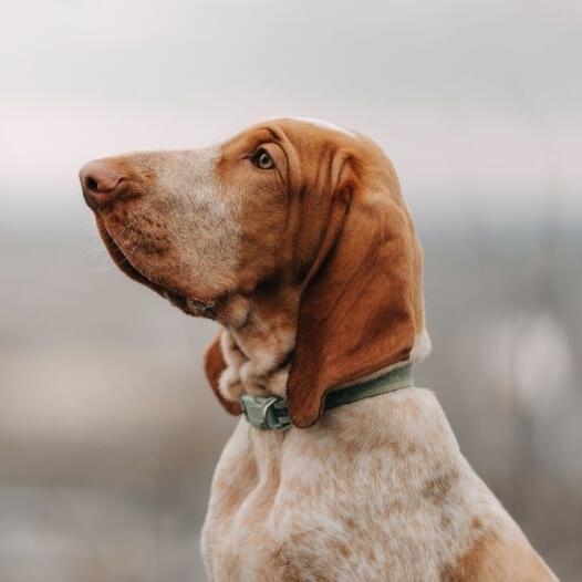 Bracco Italiano