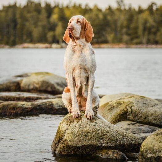 Bracco Italiano