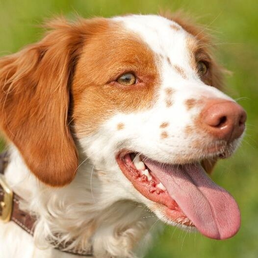 are brittany dogs friendly