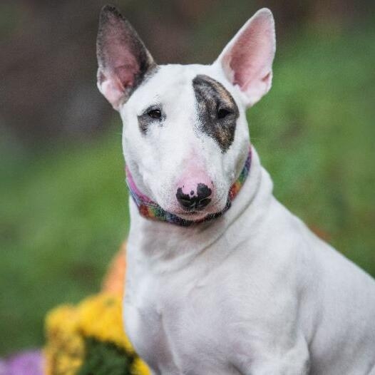 Bull Terrier Miniature