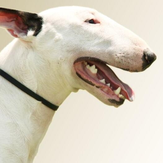 Bull Terrier