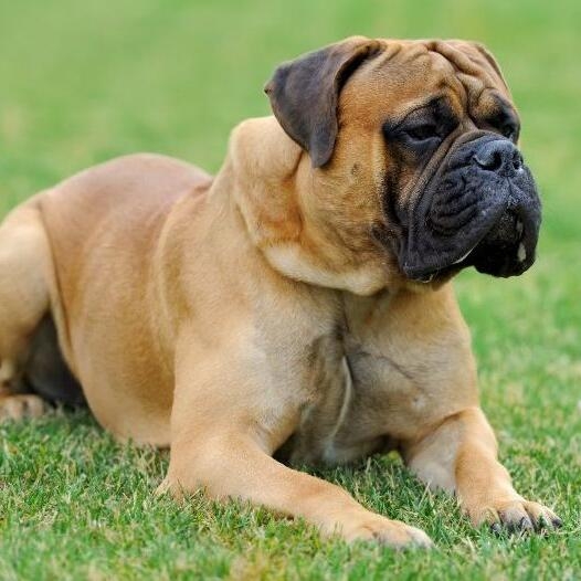 Bullmastiff