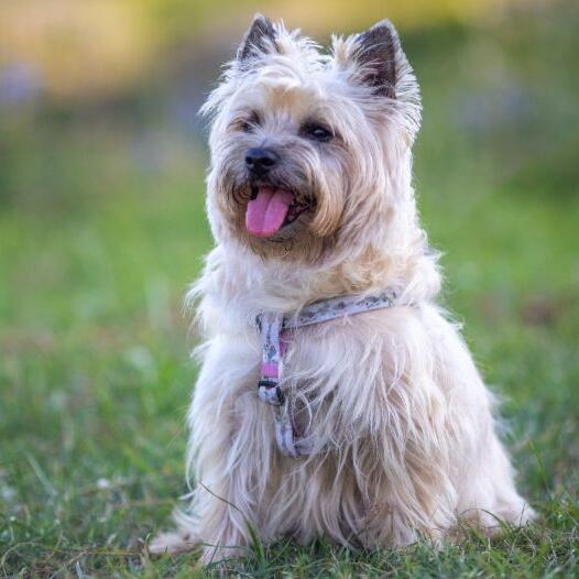 does a cairn terrier need a collar