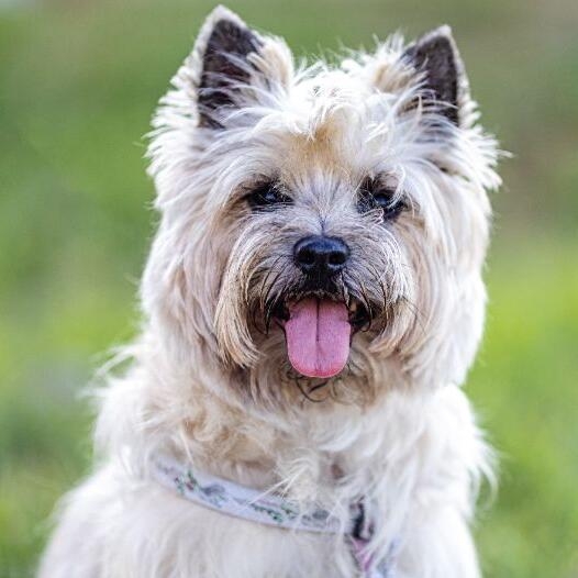 does a cairn terrier need a collar