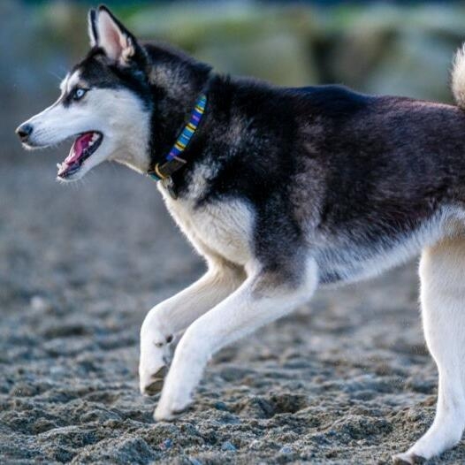 Canadian Eskimo Dog