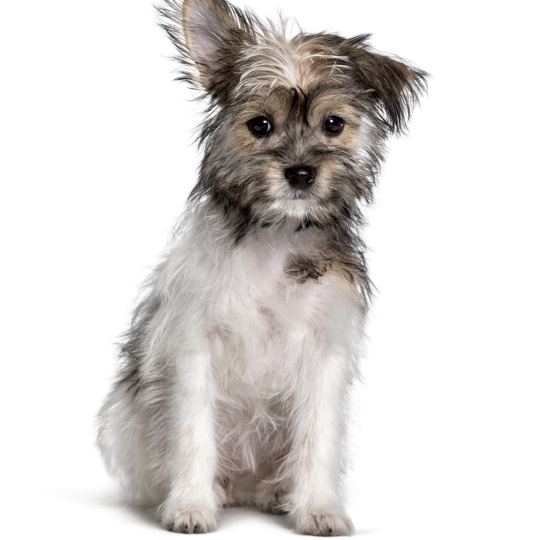 Chorkie Dog Breed