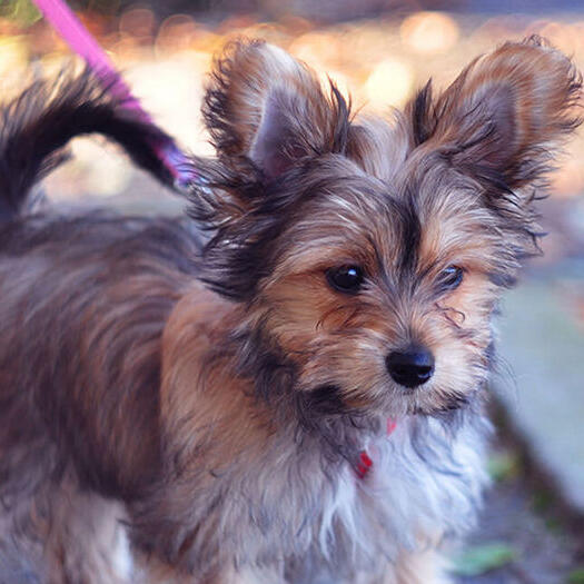 Chorkie Dog Breed