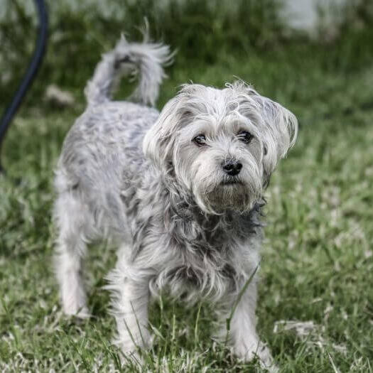 Chorkie Dog Breed