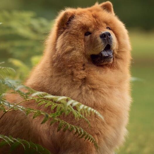 Chow Chow Dog Breed Facts & Information | Purina Chow Chow Dog Breed Facts & Information | Purina