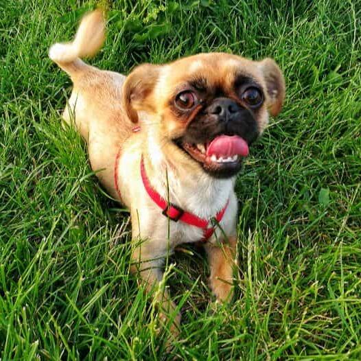 Full Grown Chug Dog Breed Full Grown Chug Dog Temperament Chug Pug