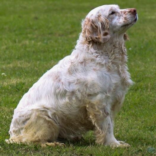 Clumber Spaniel