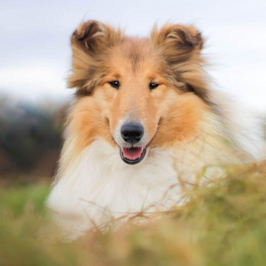 What Is A Rough Collie?, Lassie Dog Breed