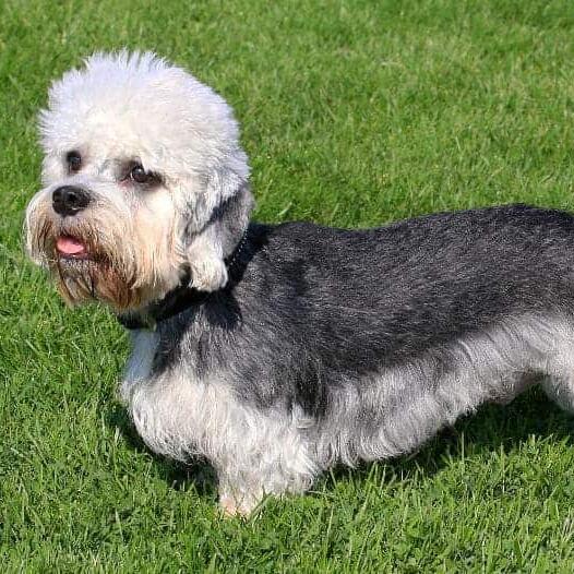 Dandie Dinmont Terrier