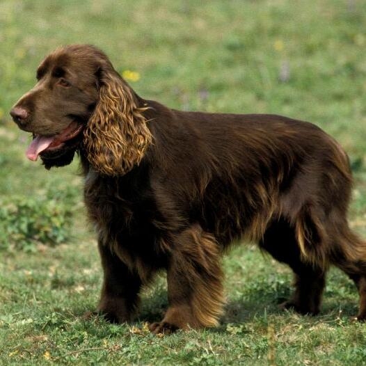 Field Spaniel