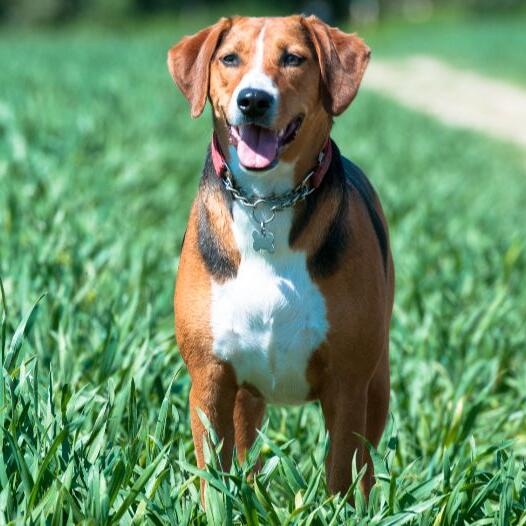Hamiltonstovare Dog Breed Information Purina