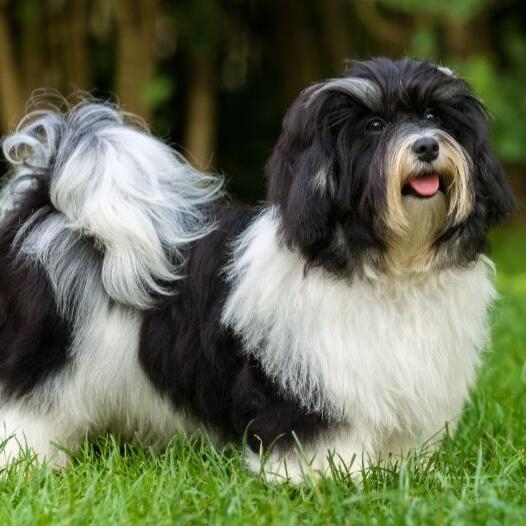 Havanese