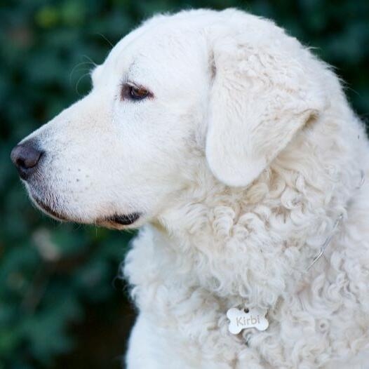 Hungarian Kuvasz