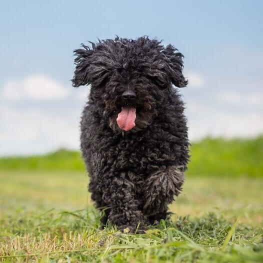 Hungarian Puli Dog Breed Information | Purina