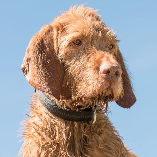 Hungarian Wire Haired Vizsla