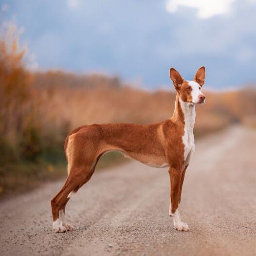 Ibizan Hound