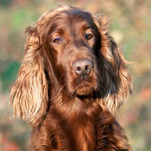 a non typical irish setter can get how big