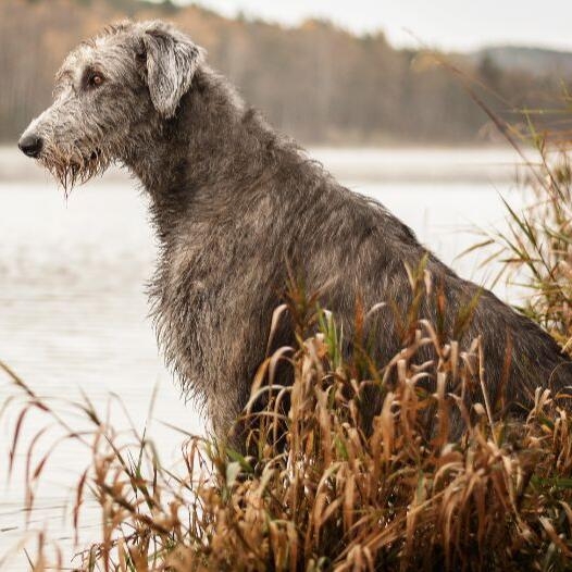 how much does an irish wolfhound cost