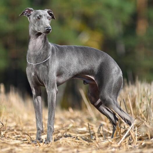 are italian greyhounds good pets