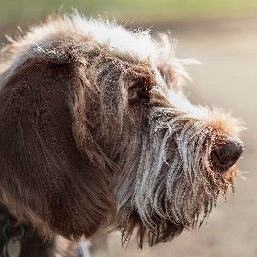 Italian Spinone