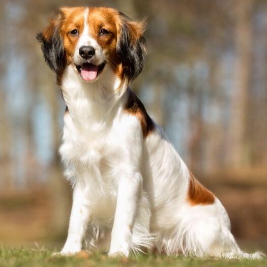 Kooikerhondje