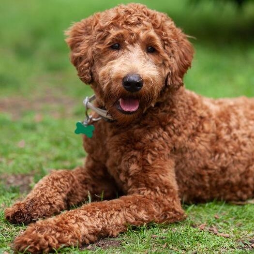 Labradoodle