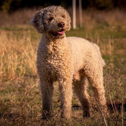 Lagotto Romagnolo