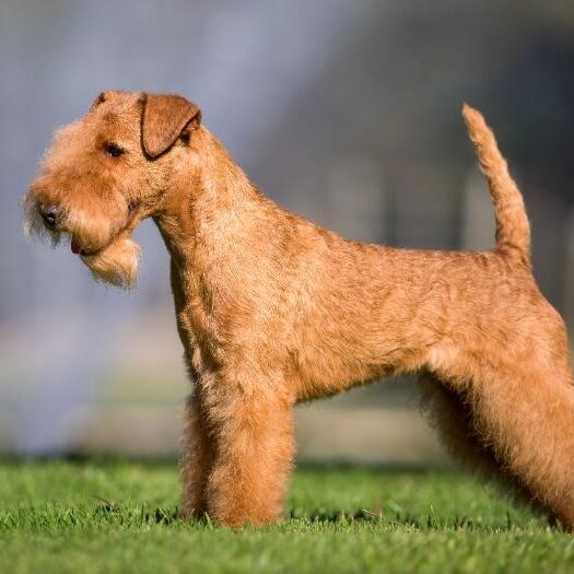 Lakeland Terrier