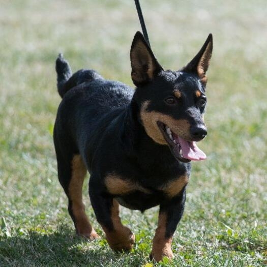 Lancashire Heeler