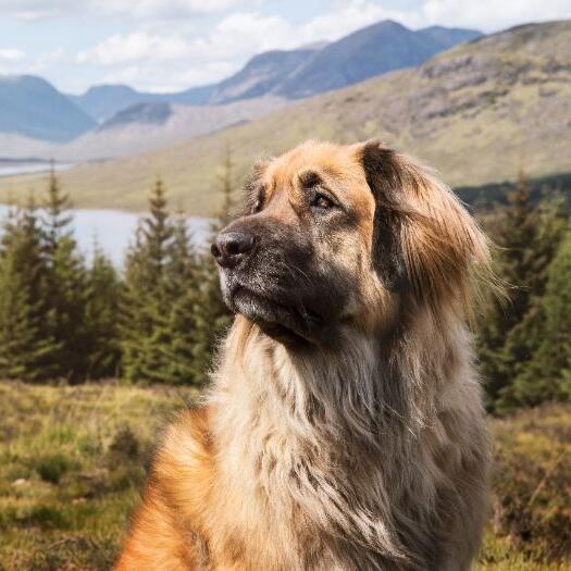 Leonberger