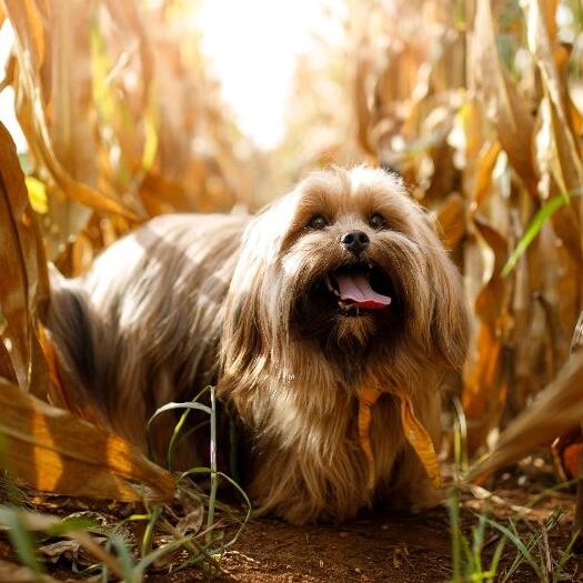 Lhasa Apso