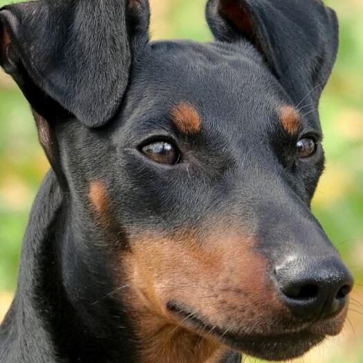 how tall is a manchester terrier