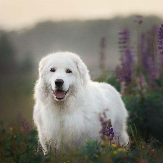 Maremma Sheepdog