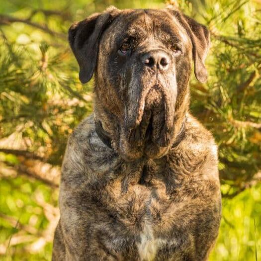 Mastiff