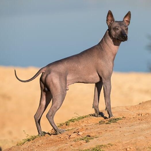 Mexican Hairless Dog